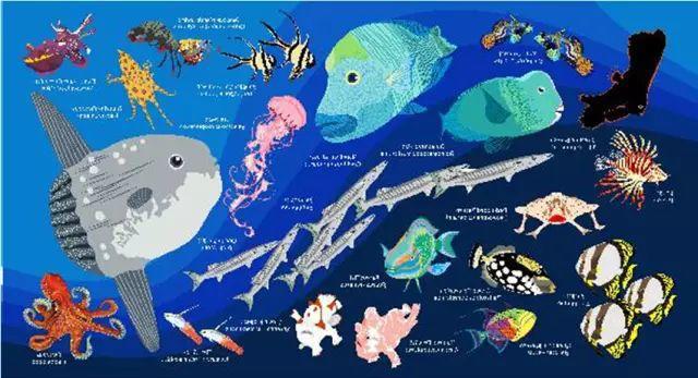 5分钟教会你记住所有常见海洋生物的英语名字 选岛啦blog