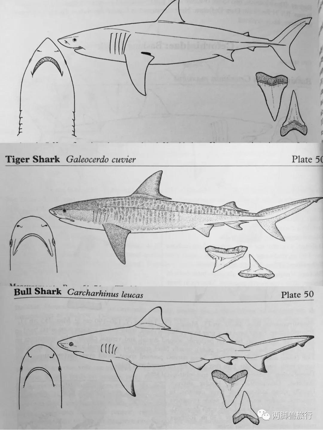 除了通过咬伤特征去判断,甚至会通过遗留在伤口的鲨鱼牙齿做dna分析