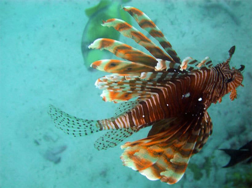 马尔代夫海洋动物
