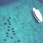 【视频】马尔代夫大四季 Four Seasons Landaa Giraavaru 的蝠鲼和鲸鲨