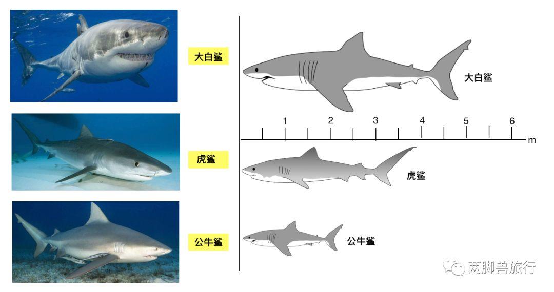 鲨鱼秒懂百科图片