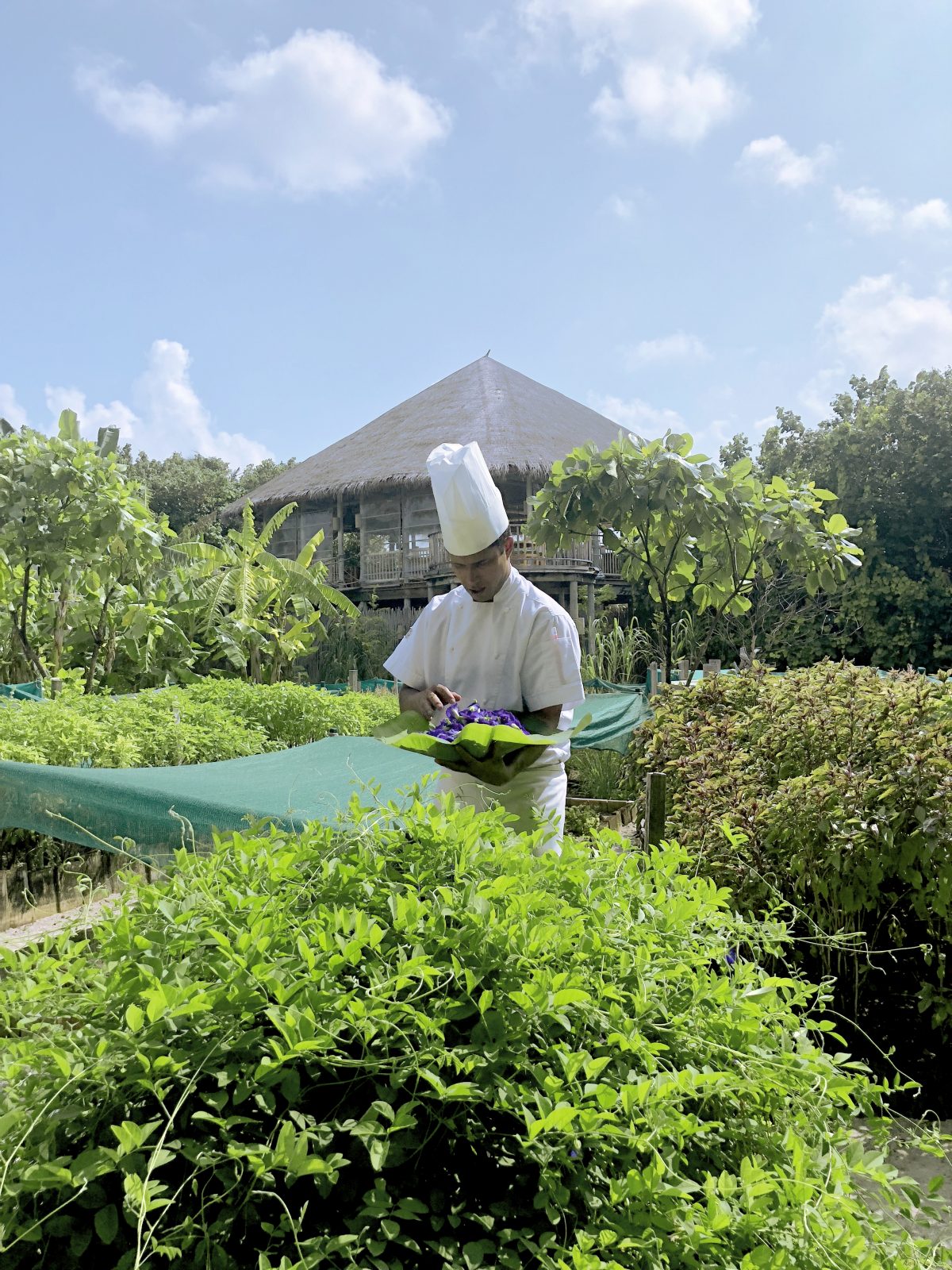 六善拉姆岛的蝶豆花冰淇淋 爱美的你要不要尝一尝呢 选岛啦blog 六善拉姆岛的蝶豆花冰淇淋 爱美的你要不要尝一尝呢 选岛啦blog